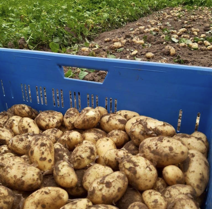 Frisch geerntete Speisekartoffeln in der Erntekiste auf dem Feld