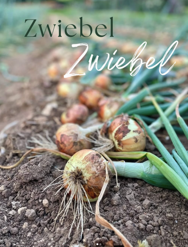 Foto der Speisezwiebeln aus eigenem Anbau folgt
